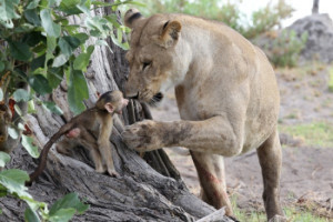 母獅和小猴